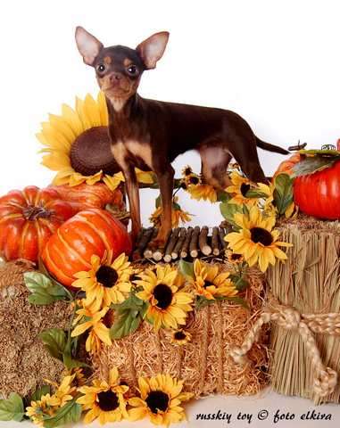 Welpen mit Papieren abzugeben ( Russischer Toy, Russkiy Toy, Toy Terrier)